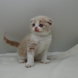 スコティッシュフォールド