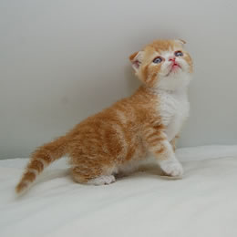 スコティッシュフォールド