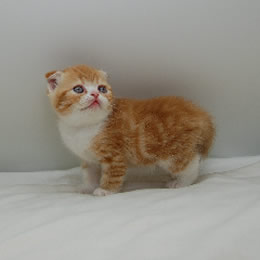 スコティッシュフォールド