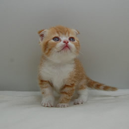 スコティッシュフォールド