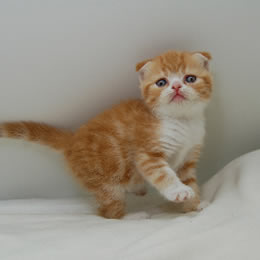 スコティッシュフォールド