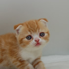 スコティッシュフォールド