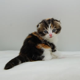 スコティッシュフォールド