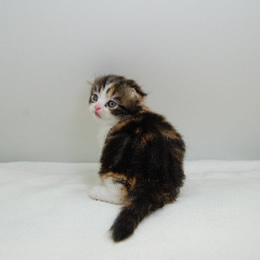 スコティッシュフォールド