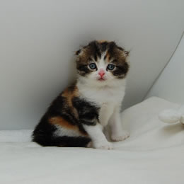 スコティッシュフォールド