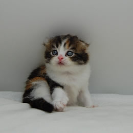 スコティッシュフォールド