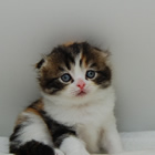 スコティッシュフォールド