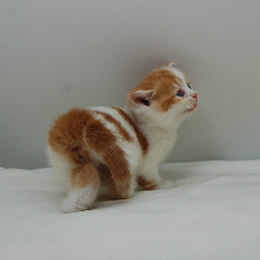 スコティッシュフォールド