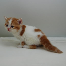 スコティッシュフォールド