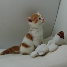 スコティッシュフォールド