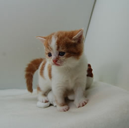 スコティッシュフォールド