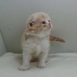 スコティッシュフォールド