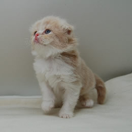 スコティッシュフォールド