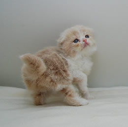 スコティッシュフォールド