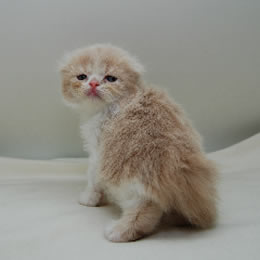 スコティッシュフォールド