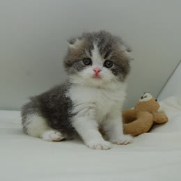 スコティッシュフォールド