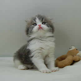 スコティッシュフォールド