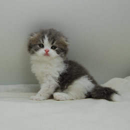 スコティッシュフォールド