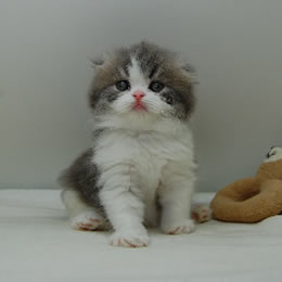 スコティッシュフォールド