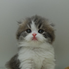 スコティッシュフォールド