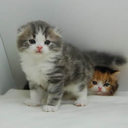 スコティシュホールド