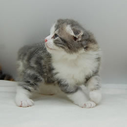 スコティシュホールド