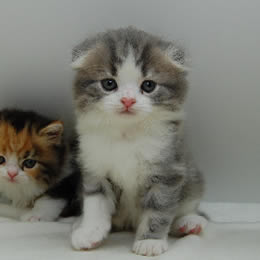 スコティシュホールド