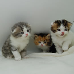 スコティシュホールド