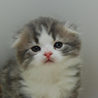 スコティッシュフォールド