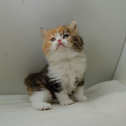 スコティシュホールド