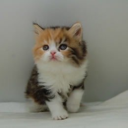 スコティシュホールド