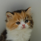 スコティッシュフォールド