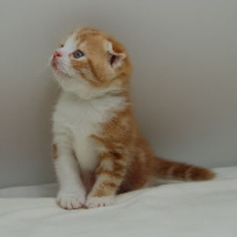 スコティシュホールド