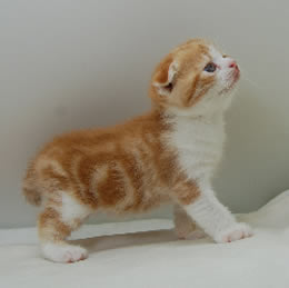 スコティシュホールド