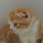 スコティッシュフォールド