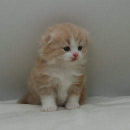 スコティシュホールド