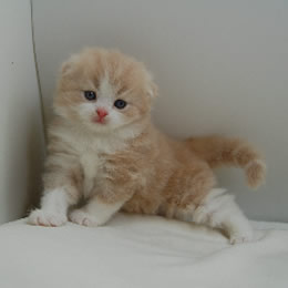 スコティシュホールド