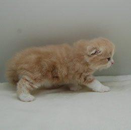 スコティシュホールド