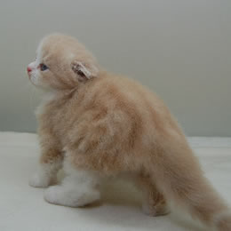 スコティシュホールド