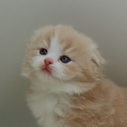 スコティッシュフォールド