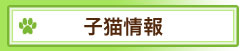 子猫情報スコティッシュフォールド