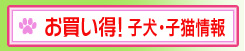 お買い得！子犬・子猫情報