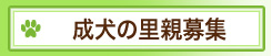成犬の里親募集